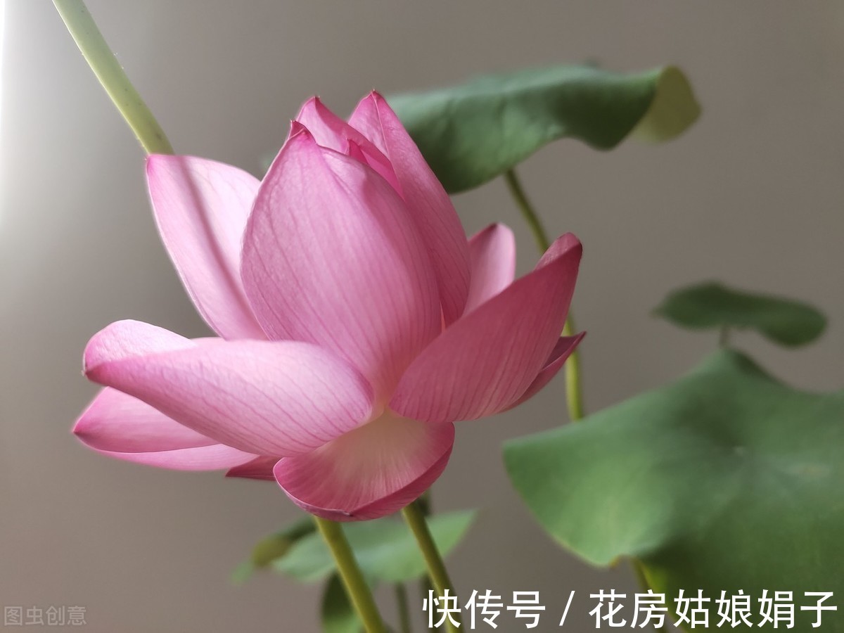 养分|葳蕤俏丽如碗莲，为何只长叶不开花？为你揭开8个不开花的原因