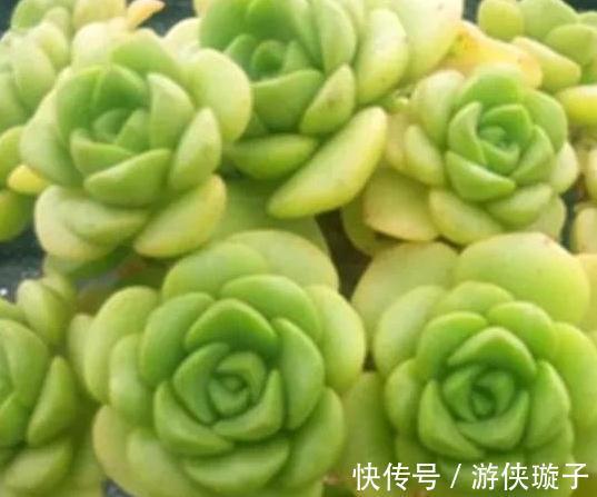 3种多肉让人爱不释手,秋冬晒一晒太阳,出状态美丽动人