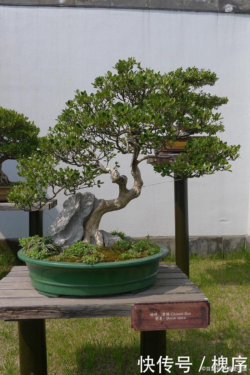 3万买棵盆景树,有人说不值,绿化带里大把,你觉得呢?