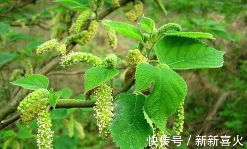 回家|你见过构树吗价值高作用多，见到可以把叶子采回家