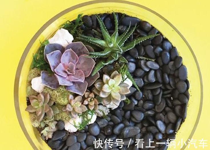 学会这9招,你也可以成为多肉种植高手