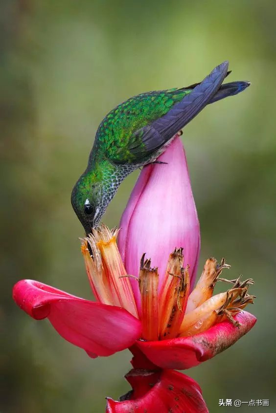 教程@图文教程——芭蕉画法