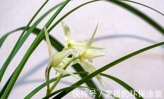 现在养兰花,记住3句“顺口溜”,叶色翠绿,花苞少不了