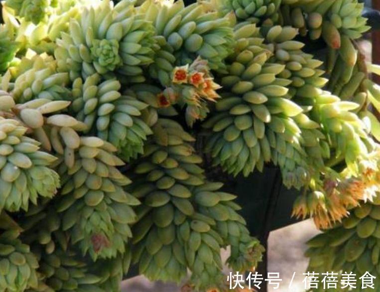 多肉植物|多肉千佛手怎么养殖