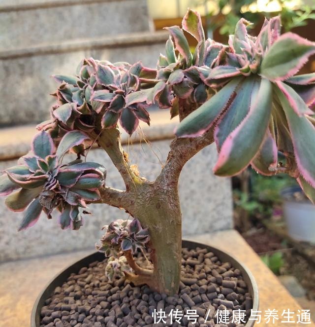 3块多钱买棵多肉,养大半年只长“胡子”不长个,脱盆一看明白了!