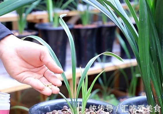 兰花怎么养，做好这些，开花多又香