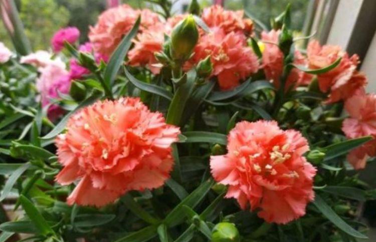 家里养此款花卉,便宜又好养,花儿轻松开爆盆,适合阳台盆栽