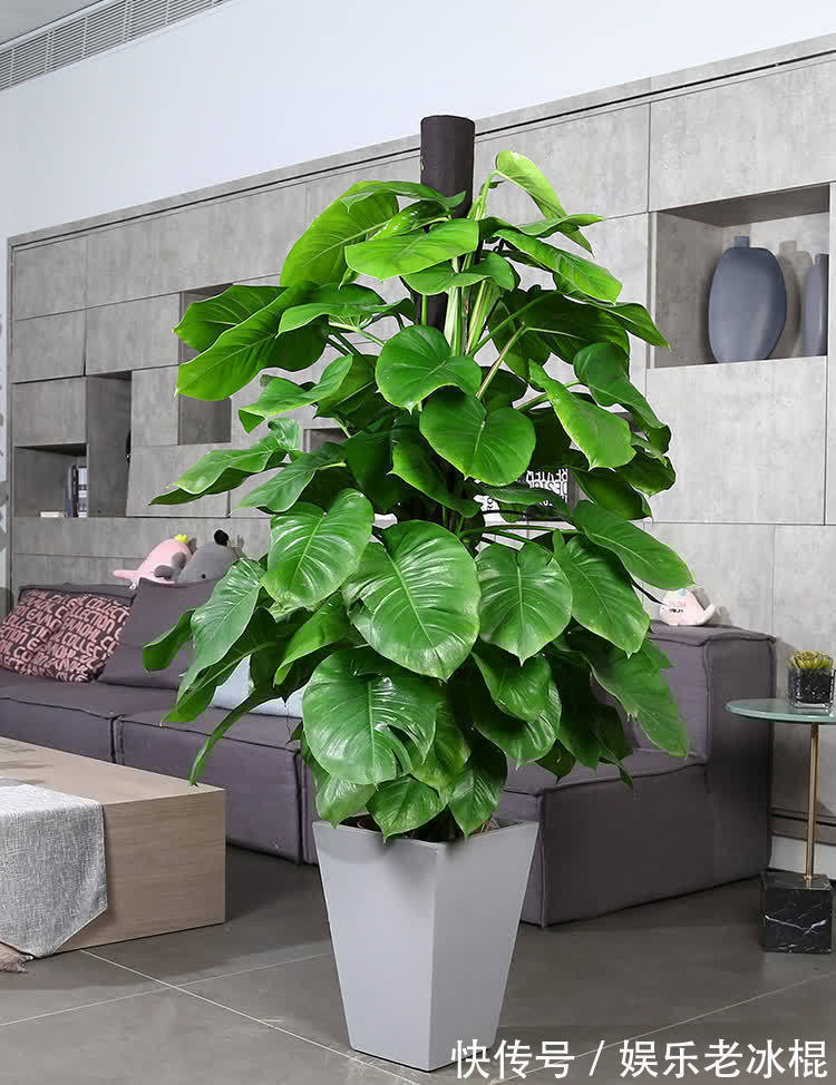 浇花|浇花用这3种“水”,水肥兼顾,省劲又效果好,制作方法简单