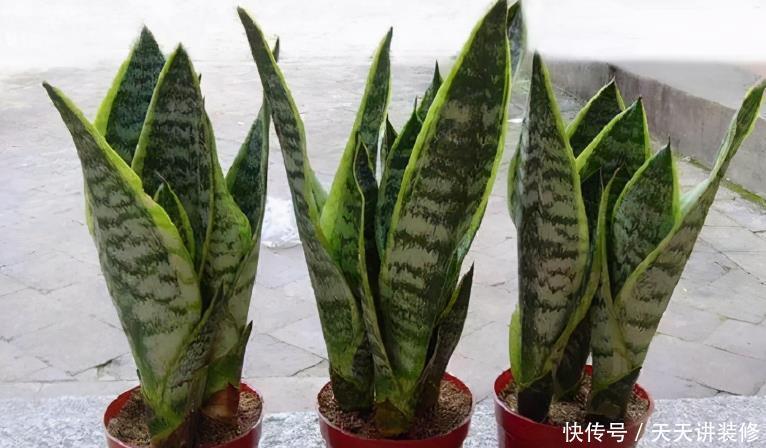 花土|新人养花容易出问题，不如盆栽虎皮兰，注意4点，好活漂亮