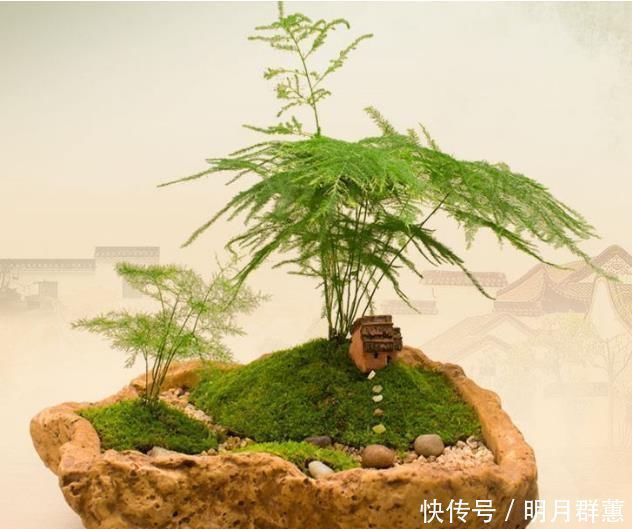 苔藓|路边常见的“它”，挖一块铺花盆里，不花一分钱，15天后收获惊喜