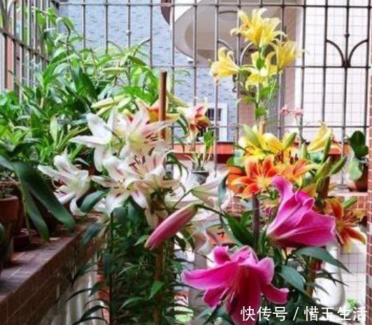 种花|比香水还好闻的3种花,随便养都能爆盆,满屋飘香,花香花更美