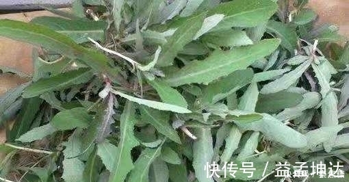 皇帝|这种野草皇帝都吃过,若见到不要再当普通杂草,它的作用可大了