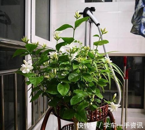 茉莉花不用花钱买，家里有一盆变出好多盆，全靠这一招！