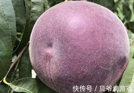 四川发现一个大叔种的果树!果肉鲜甜多汁,富含花青素