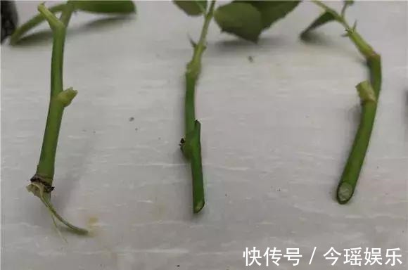 2种扦插法,插什么活什么,养花人都要会,新手也能做得好!
