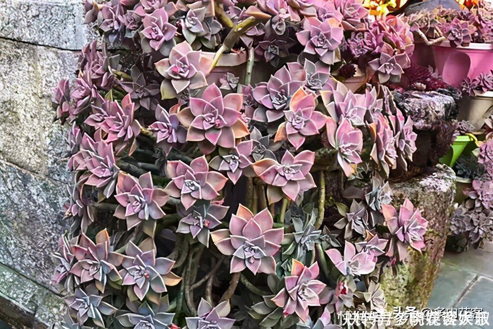 姬秋丽|想把多肉养成老桩,那也要选对多肉,这几种才合适你