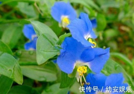 鸭跖草科|路边开蓝花的野草,是猪的保健品,更是人们退烧治腮腺炎的高手