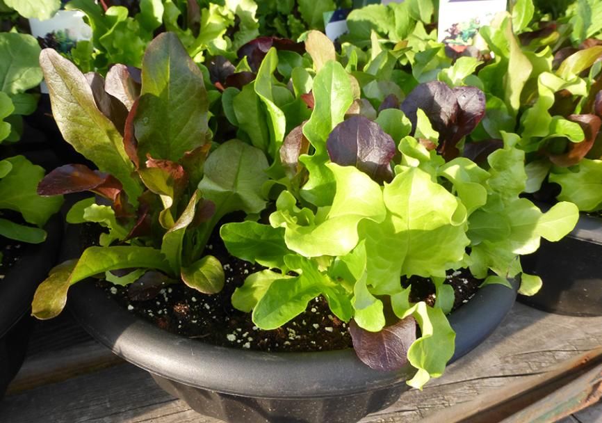 养花种草、培育果蔬，准备上植物通用缓释肥，更长肥效更安全