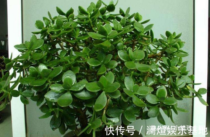 2种“废水”家家有，处理之后来浇花，根粗叶绿，半年不用施肥