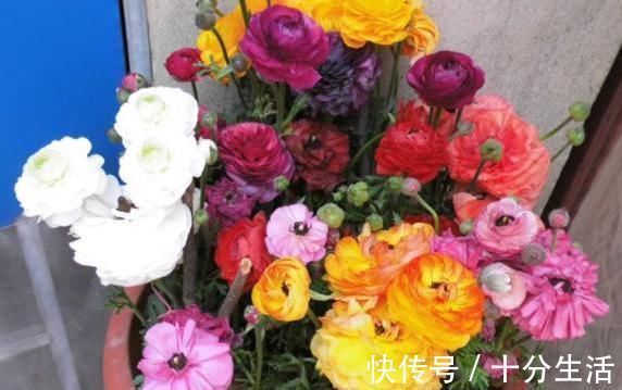 它叫洋牡丹、花毛茛,一次种植可多年赏花,适宜南北方新手盆栽