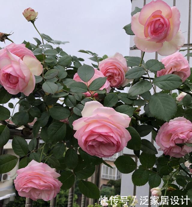 养了10年花，才知道鸡蛋壳这么处理后，不生虫、肥效足，养啥旺啥