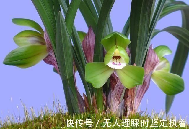 发芽|阳台养兰花,上盆做好5步骤,兰花发芽长得壮,年年开花香