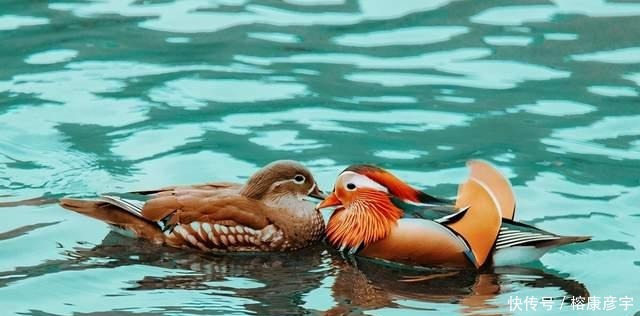 别再被鸳鸯骗了!千古年来被喻为的爱情模范,实则是渣男渣女