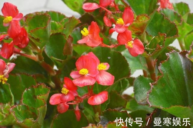 堆肥土|君子兰,四季海棠以下养殖,花苞一波接一波,叶茂花艳花开不断