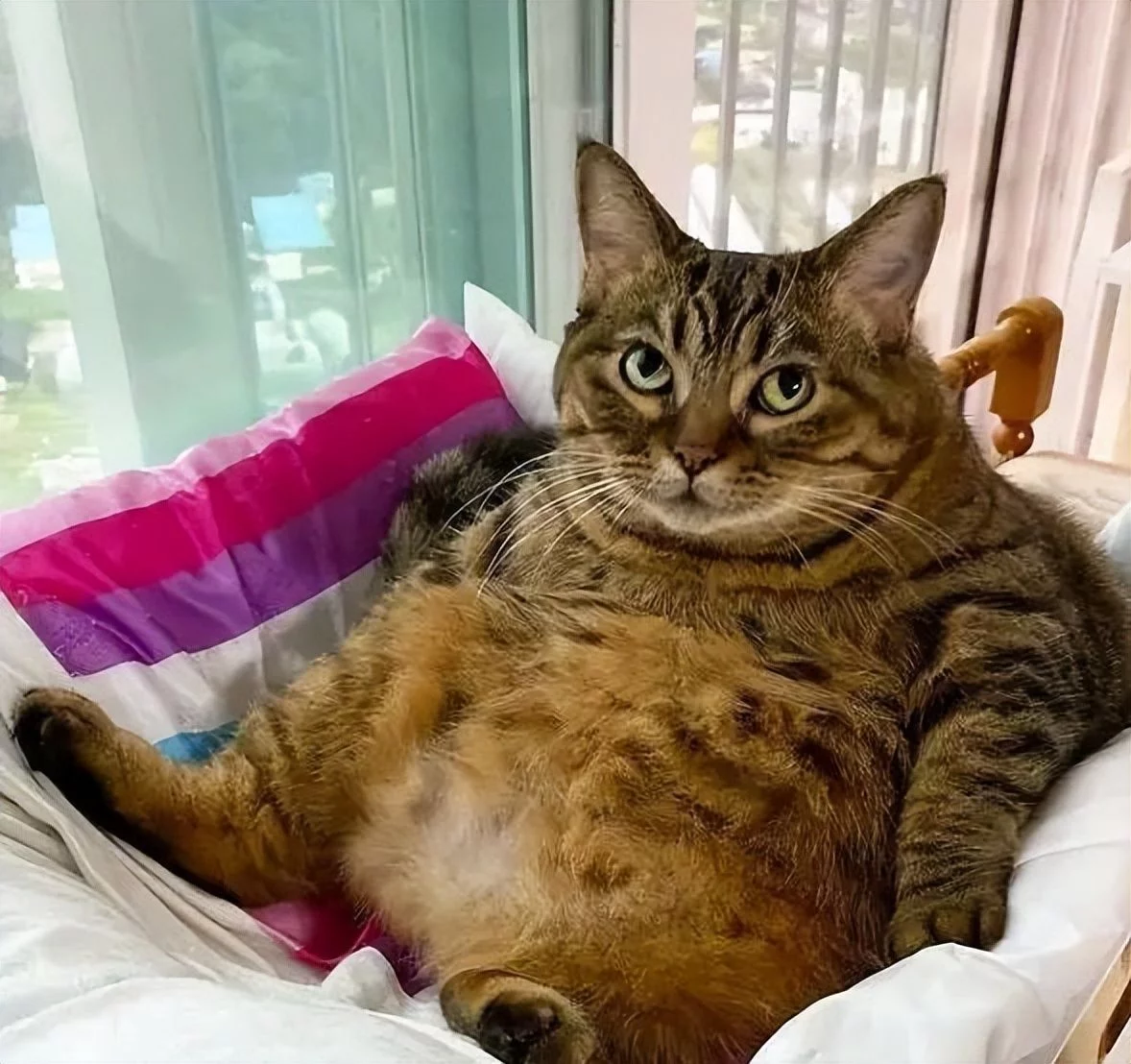【亿点养猫知识】胖猫≠萌猫，肥胖就是谋杀 - 知乎