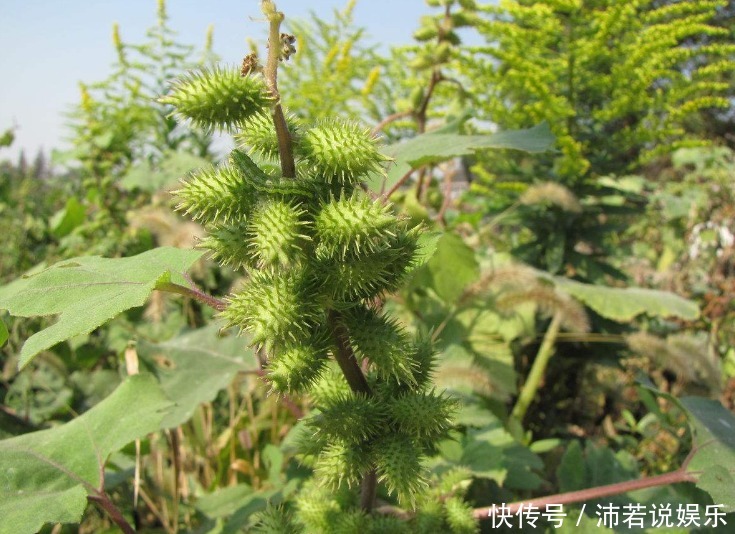 农村路边最常见的“野草”,是天赐民间治鼻炎的良方,你认识吗