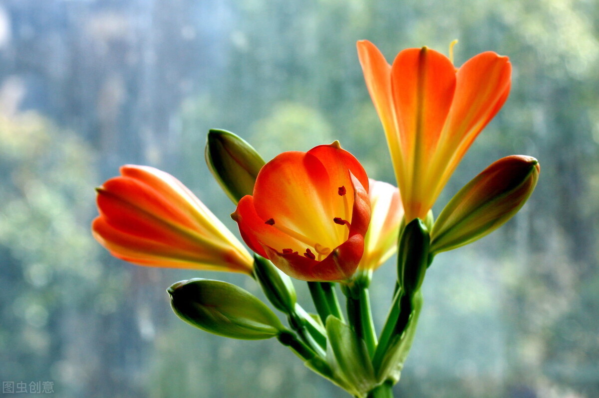 君子兰长得好不好,不在于开不开花,而在于这三个地方