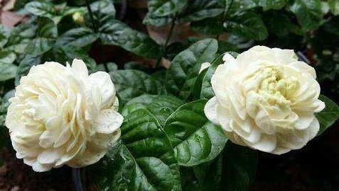 茉莉|此“香水花”,人称“天下第一香”,有土即活,花开200天,好养