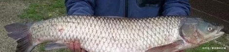 从来不用失手绳，切线切出来的垂钓大草鱼经验，值得一看