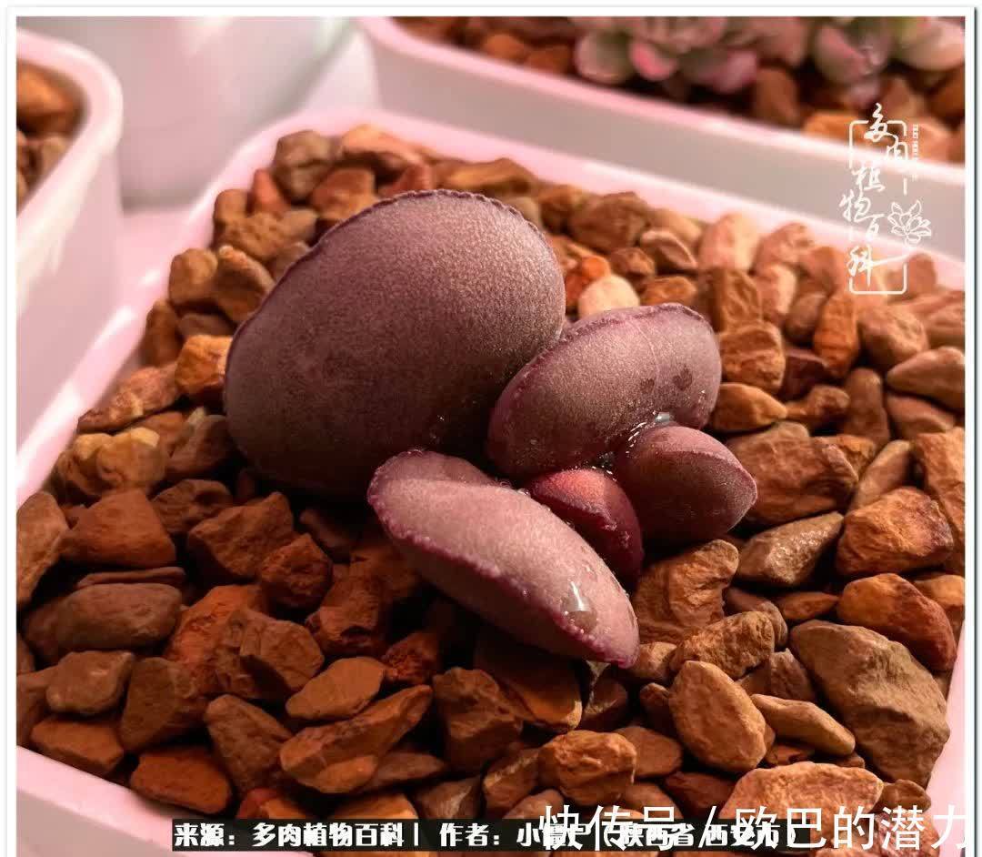 从景天到水泡和肉锥,那些年阳台种植多肉的历程!