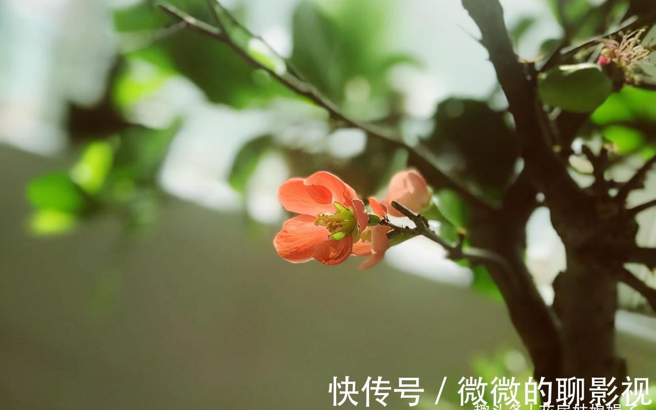 磷酸二氢钾养花作用大，它有很多个“妙用”，很多人就只知道一个