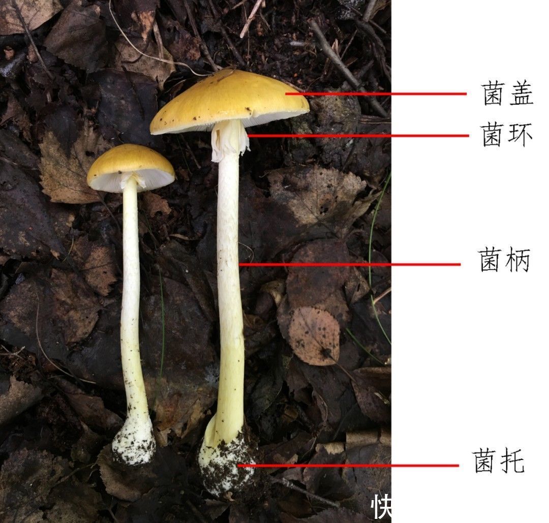 死亡率|死亡率极高！贵州人很爱吃的这种野味，又到中毒高发期