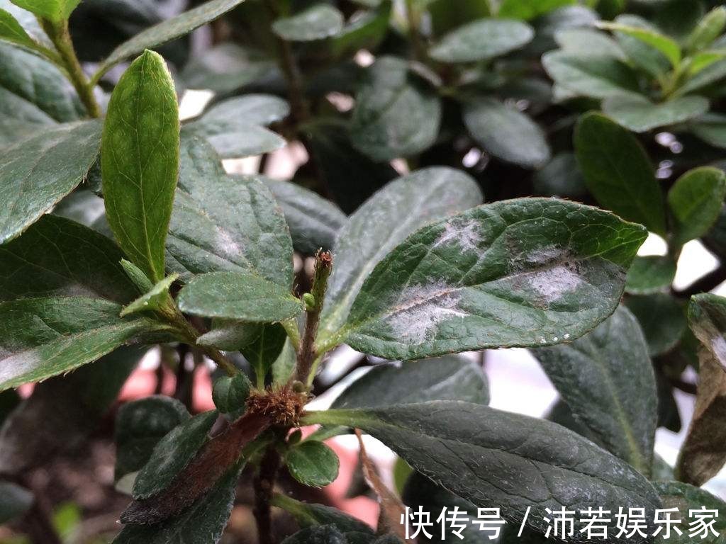 杜鹃|杜鹃花度夏难赶紧换位置，不长斑不招虫，秋天猛开花！