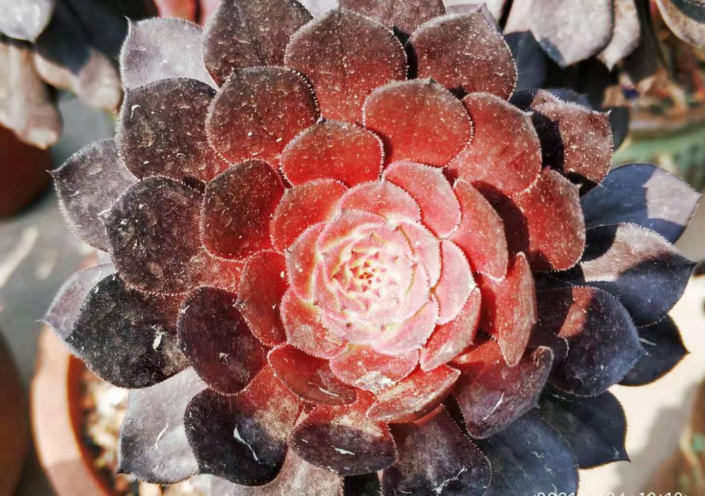 春天养法师多肉应该怎样浇水?可以直接给它们浸盆吗?