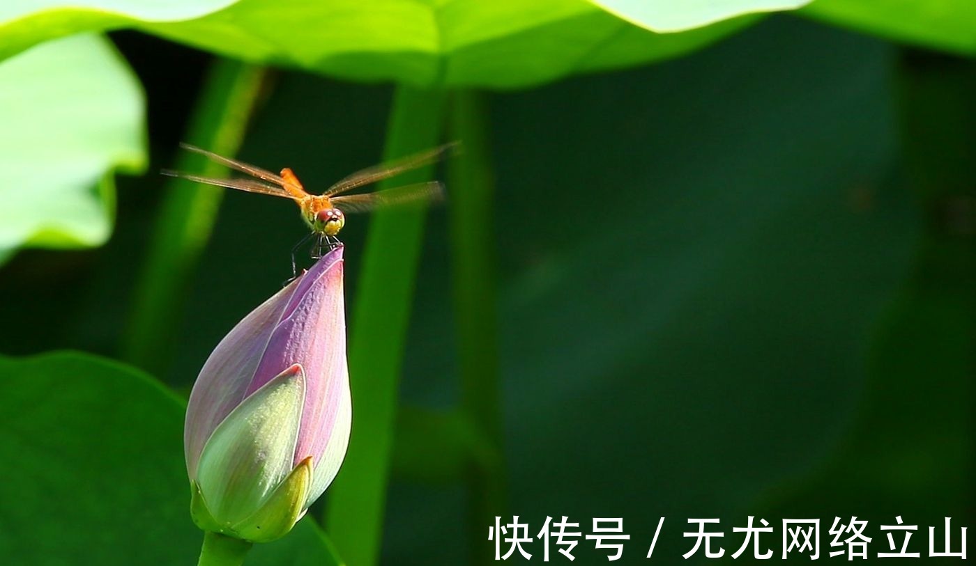 小池|“小荷才露尖尖角”经典诗句,却为何惹怒家长,要求从课本删除?