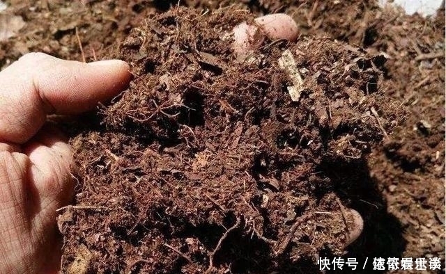 黄叶烂根|最不适合养花的几种土壤，千万不要用，否则黄叶烂根养不活