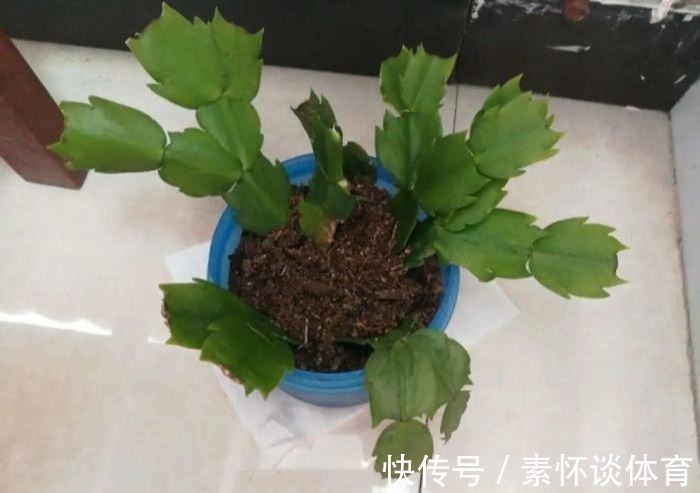 枯黄|家里有此7种花,少浇水不能晒,天热要休眠早看早知道