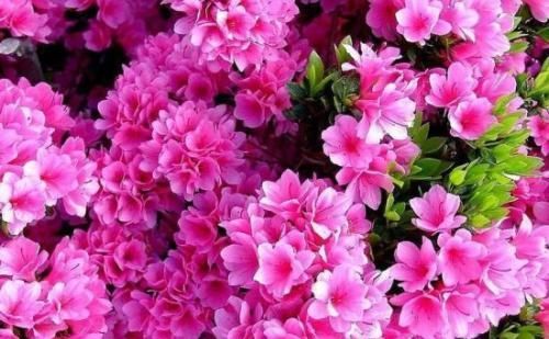 3种花，再好看也不要乱尝试，养花大神也难养好