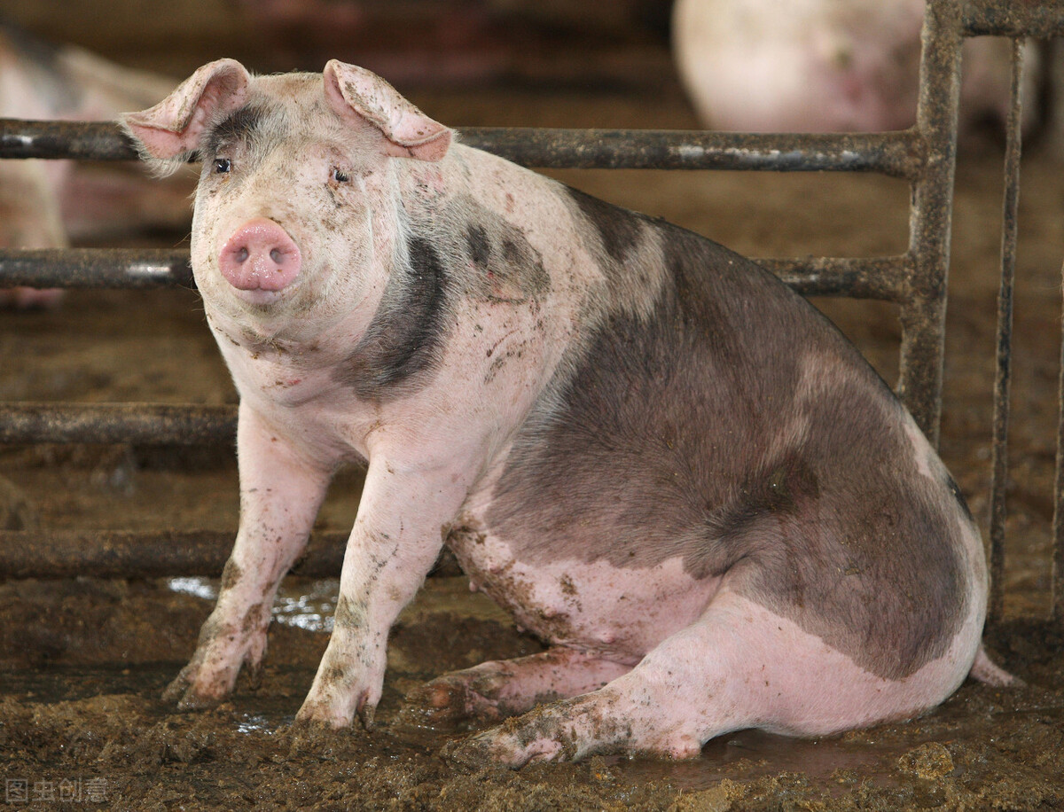 致病|养猪别太依赖兽医了,免疫力才是猪体最好的医生,不要再弄错了!