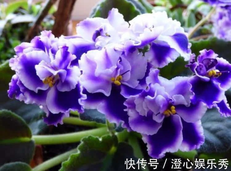 繁花似锦|养花试试几款花卉,花开繁盛花香怡人,四季繁花似锦