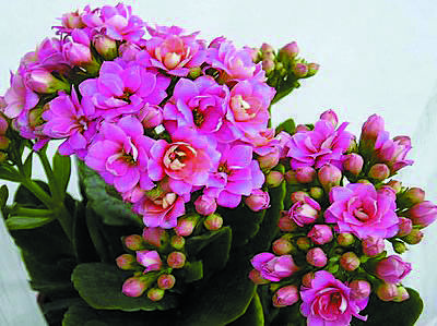 老人冬季室内适合养什么花