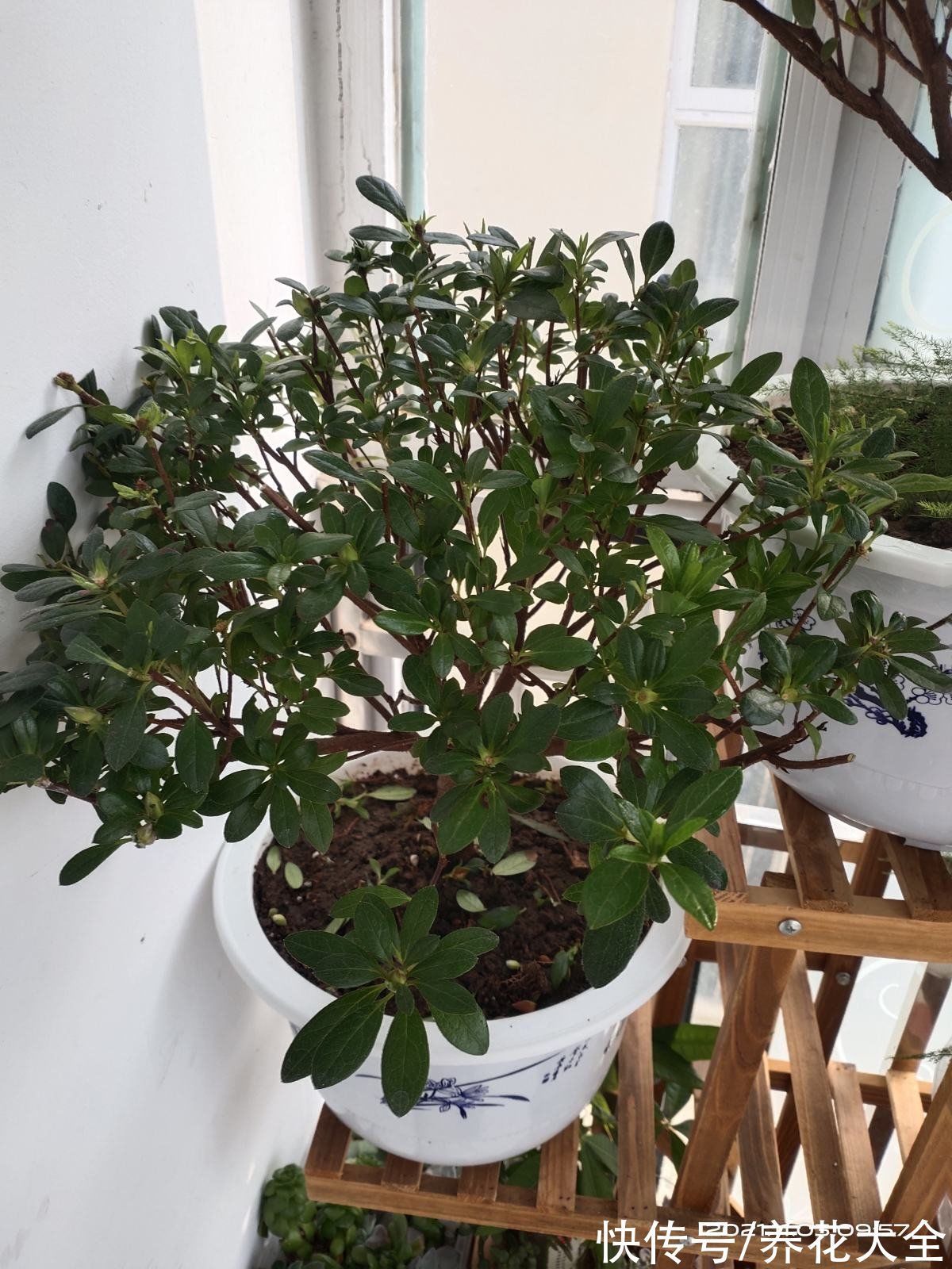 花盆|冬天养花,遇到这4种情况千万别换盆,不然花都死光了