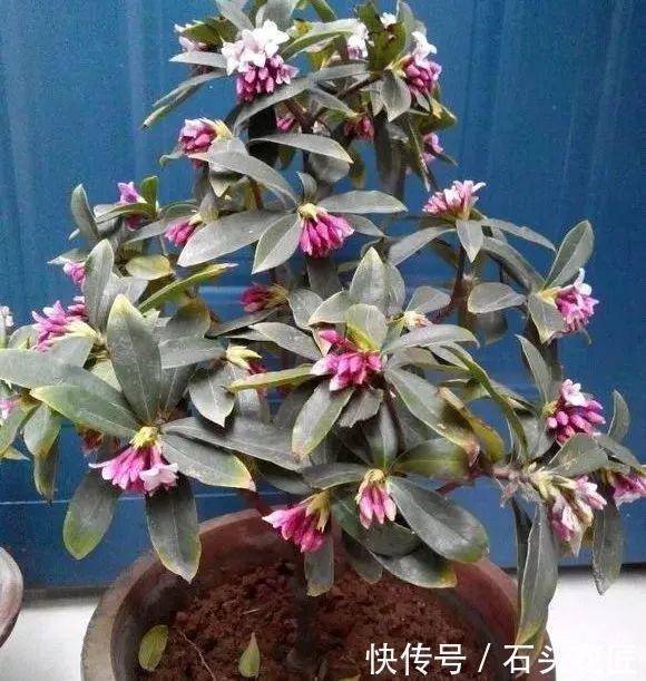 香水|把5种花养在家里，就像喷了“香水”一样，香气扑鼻