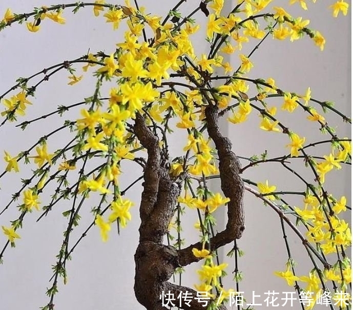 居家就养此款花卉,净化空气就靠它,吸甲醛、除异味,杀细菌!