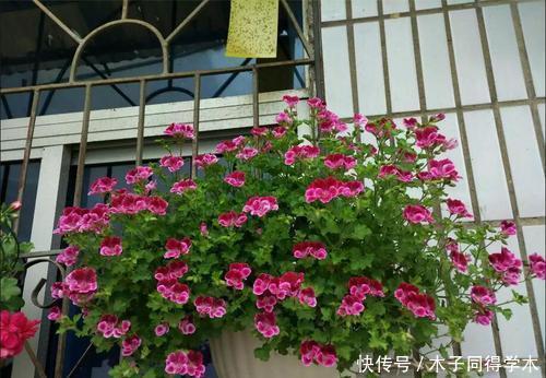 安全度夏|夏天天竺葵有“三喜”,了解掌握安全度夏,长势旺花朵更稠密