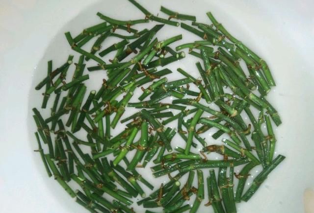 绿萝剁八段，埋土里就发芽，10天长出一茬苗